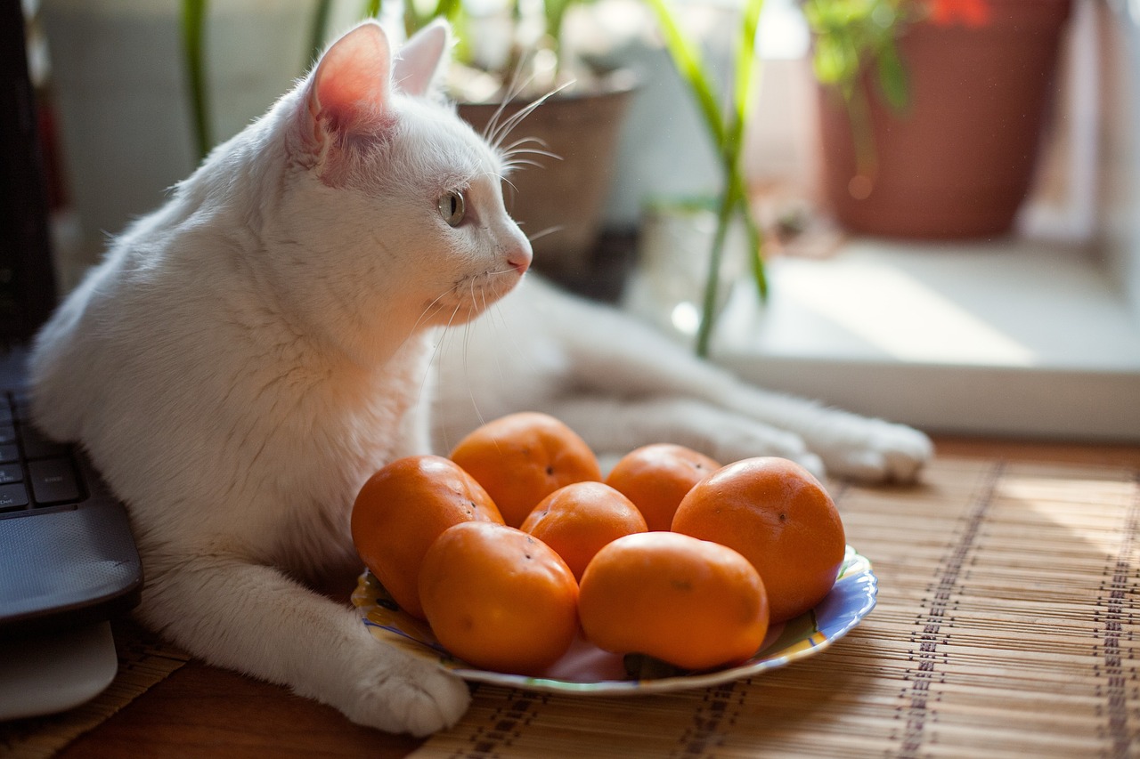 三个月小猫的成长与外貌特征