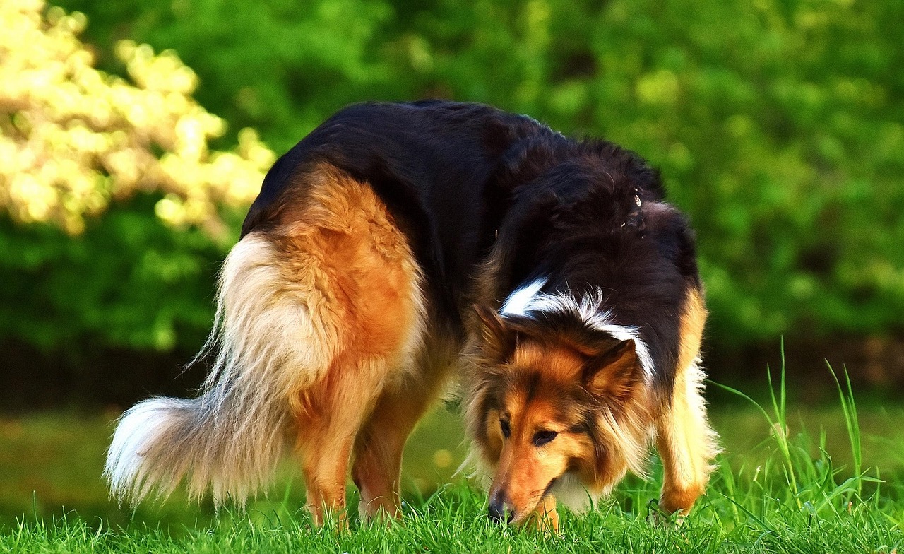 萨摩犬的换牙期，了解与照顾